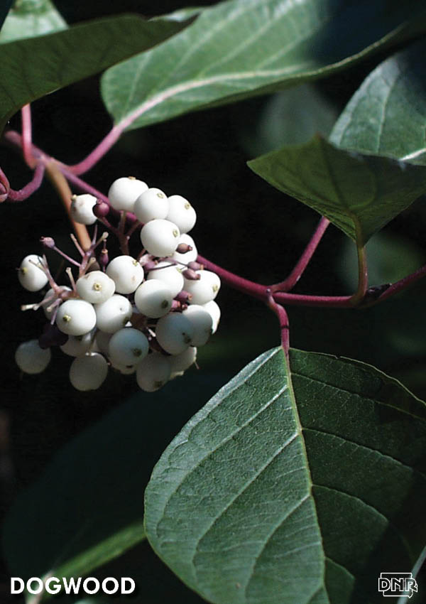 Put some wonder in your winter by planting a dogwood | Iowa DNR